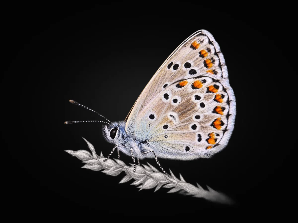 Çokgözlü Balkan Mavisi - Kanat altı · Ventral