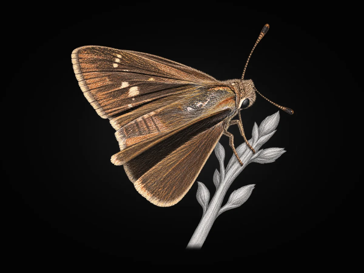 Cüce Zıpzıp - Kanat üstü · Dorsal