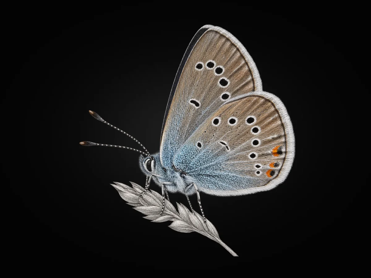 Çokgözlü Güzel Mavi - Kanat altı · Ventral