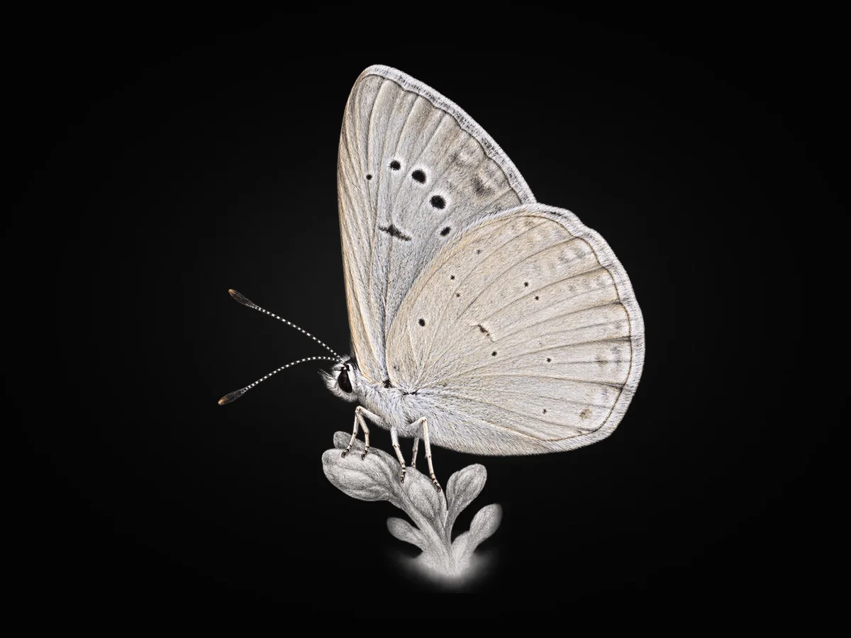 Mezopotamya Çokgözlüsü - Kanat altı · Ventral