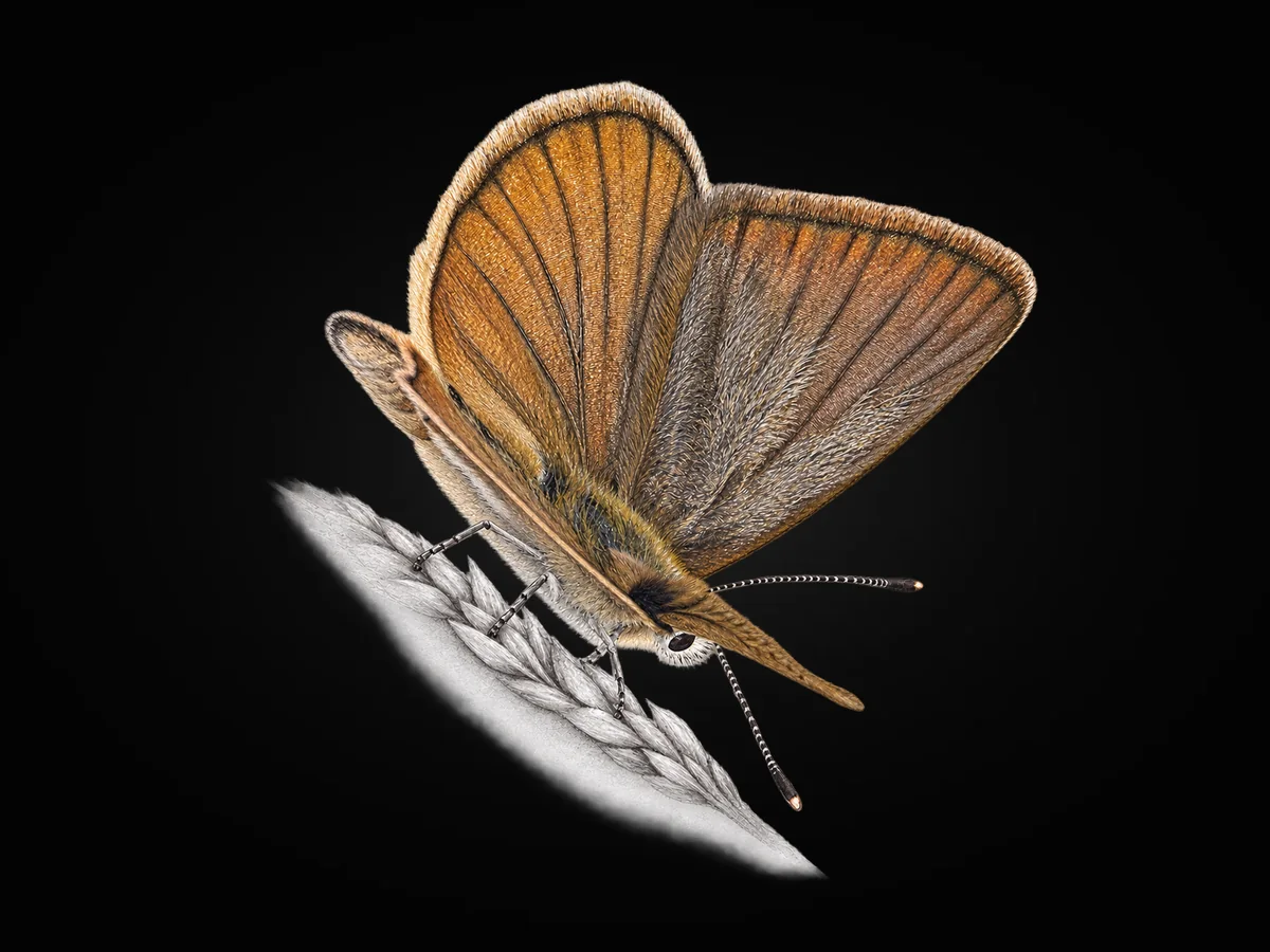 Polyommatus dantchenkoi - Kanat üstü · Dorsal