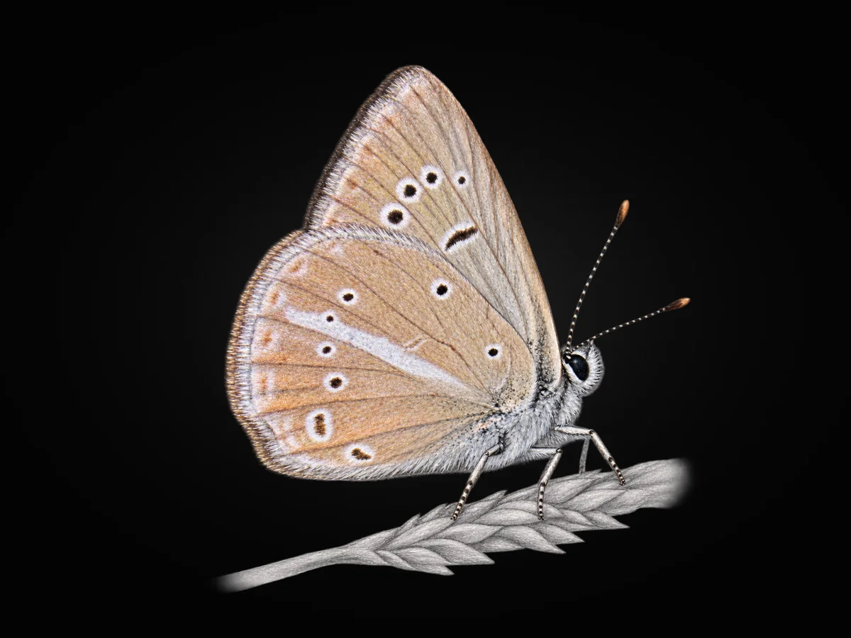 Polyommatus dantchenkoi - Kanat altı · Ventral