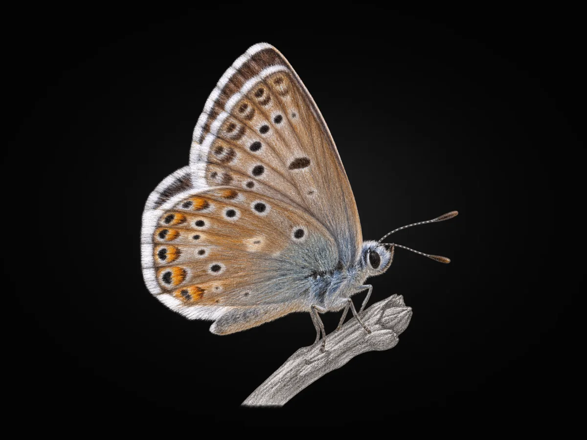 Çokgözlü Hakkari Çillisi - Kanat altı · Ventral