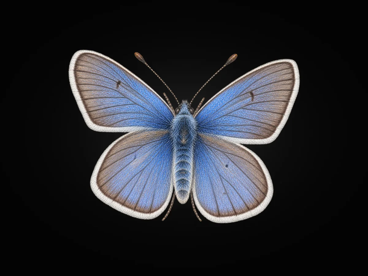 Çokgözlü Diana Mavisi - Kanat üstü · Dorsal