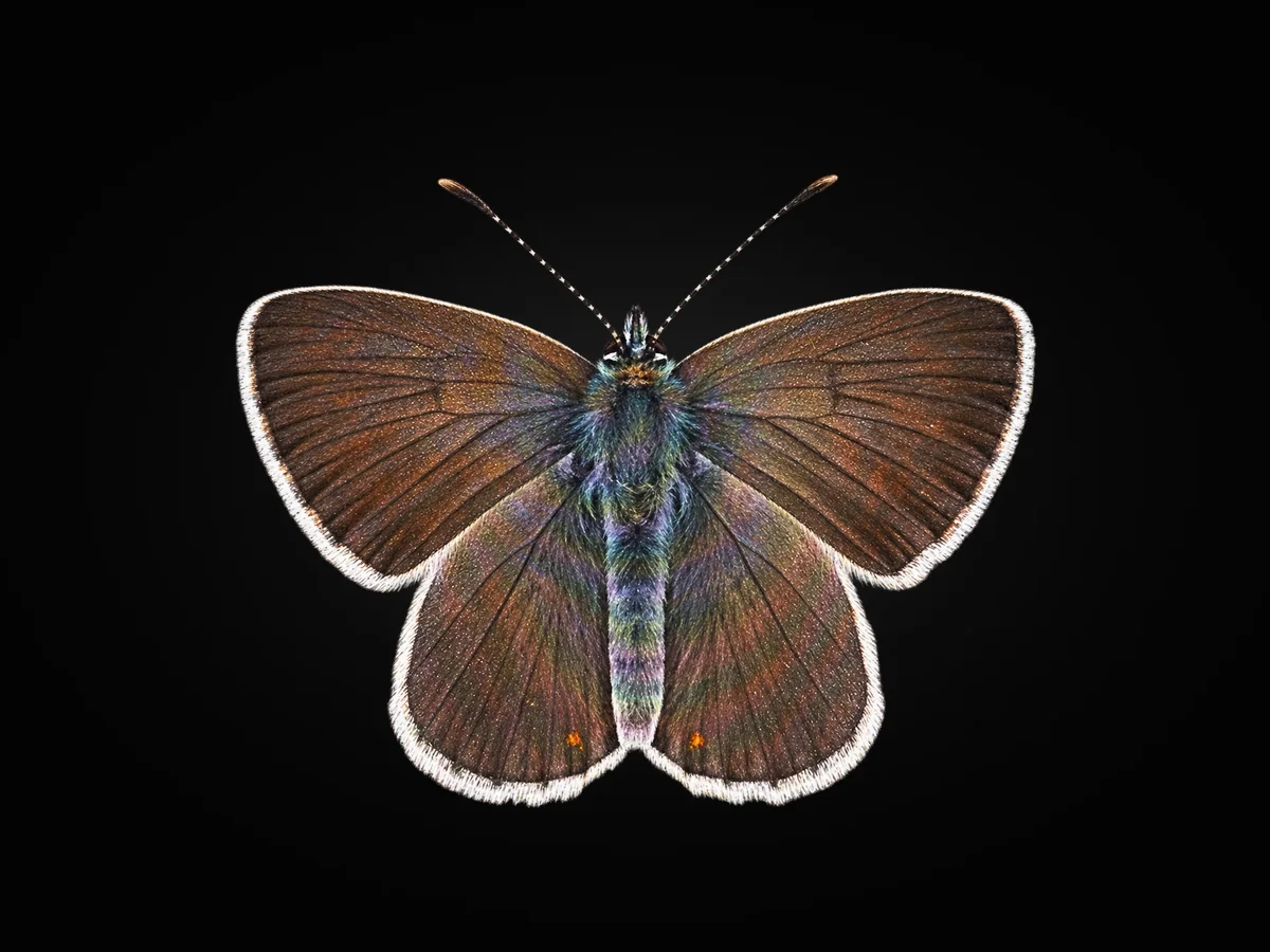 Çokgözlü Geranium Mavisi - Kanat üstü · Dorsal