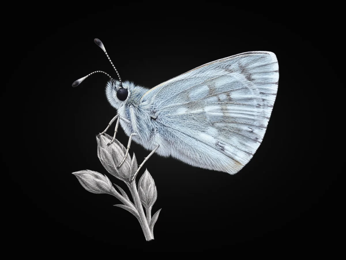 Suriye Zıpzıpı - Kanat altı · Ventral