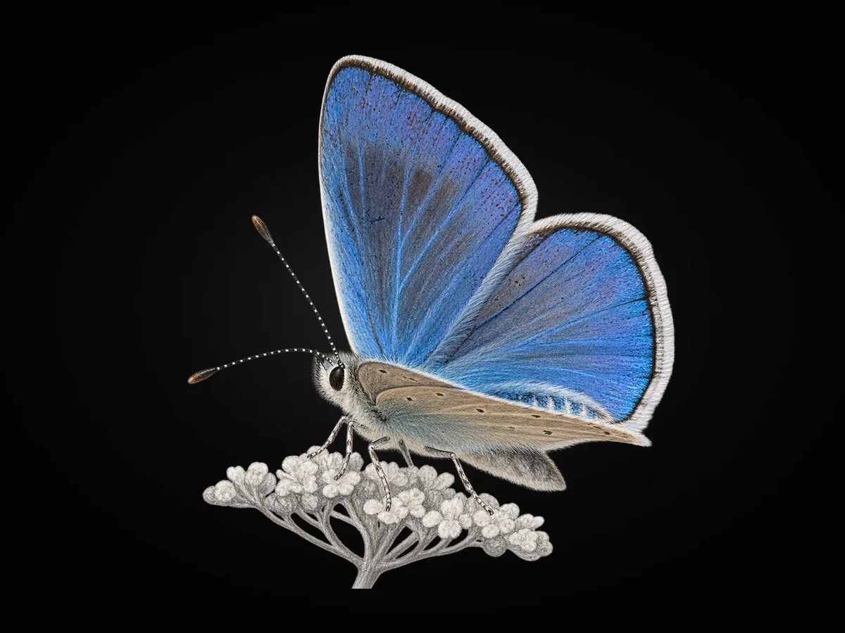 Polyommatus haigi - Kanat üstü · Dorsal