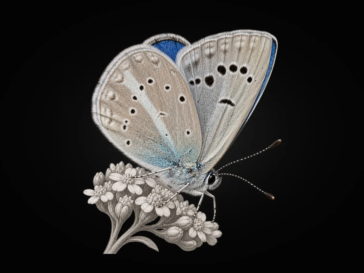 Polyommatus haigi - Kanat altı · Ventral
