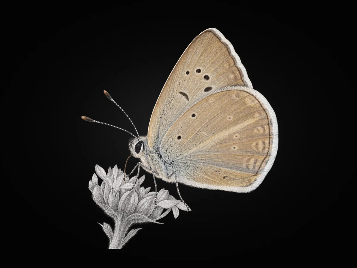 Hopfer'in Çokgözlüsü - Kanat altı · Ventral