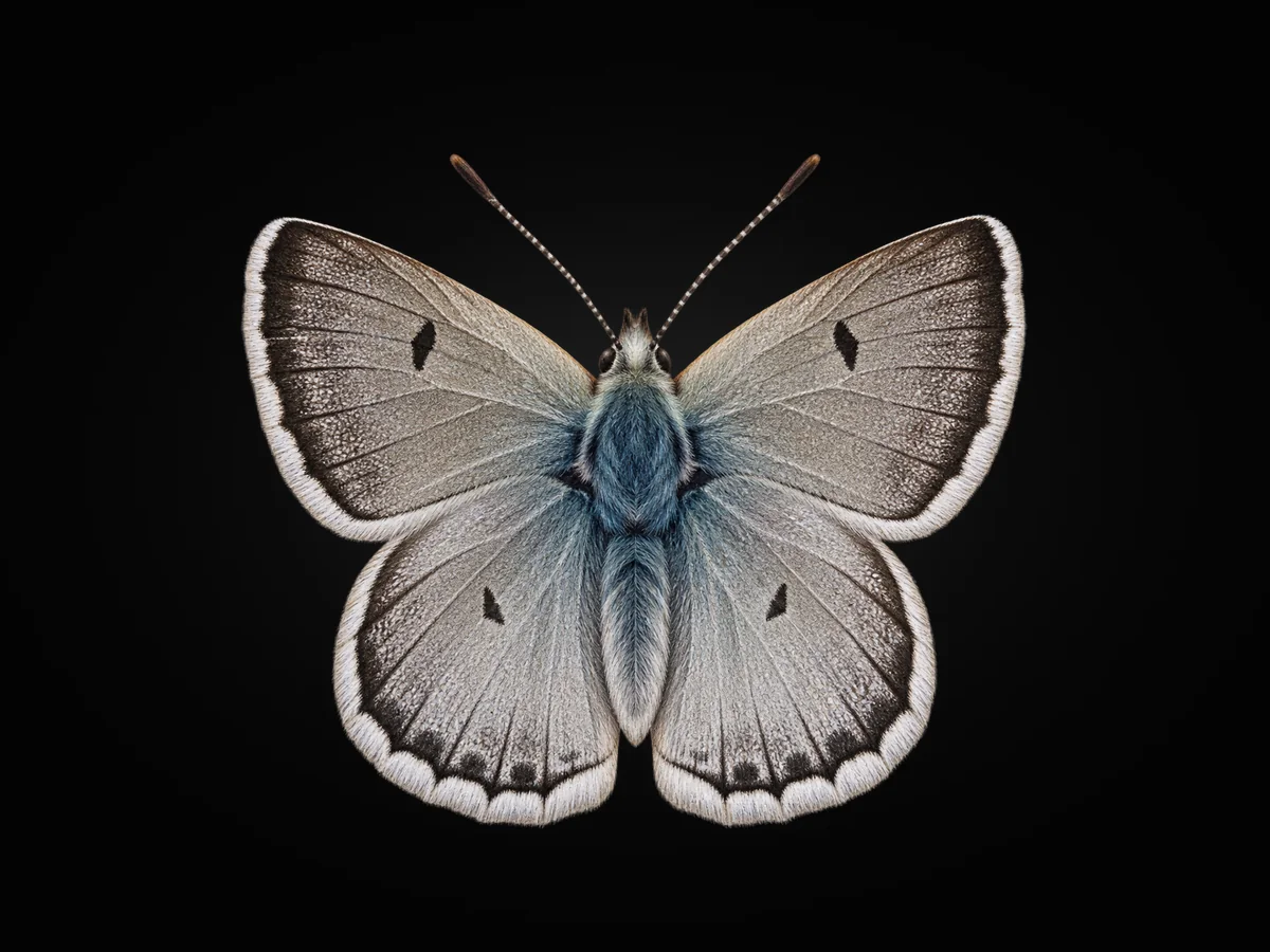 Pirene Çokgözlüsü - Kanat üstü · Dorsal