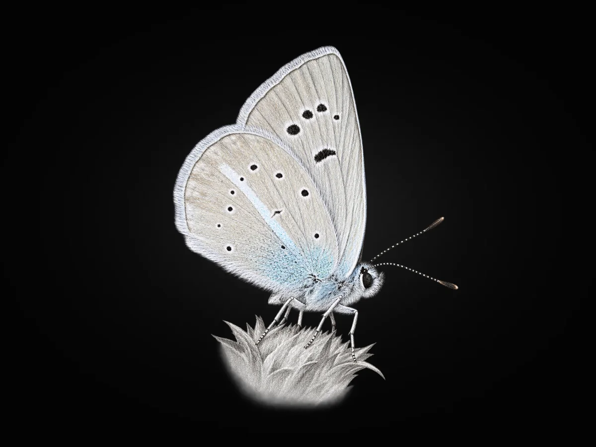 Çokgözlü Kunchuymavisi - Kanat altı · Ventral