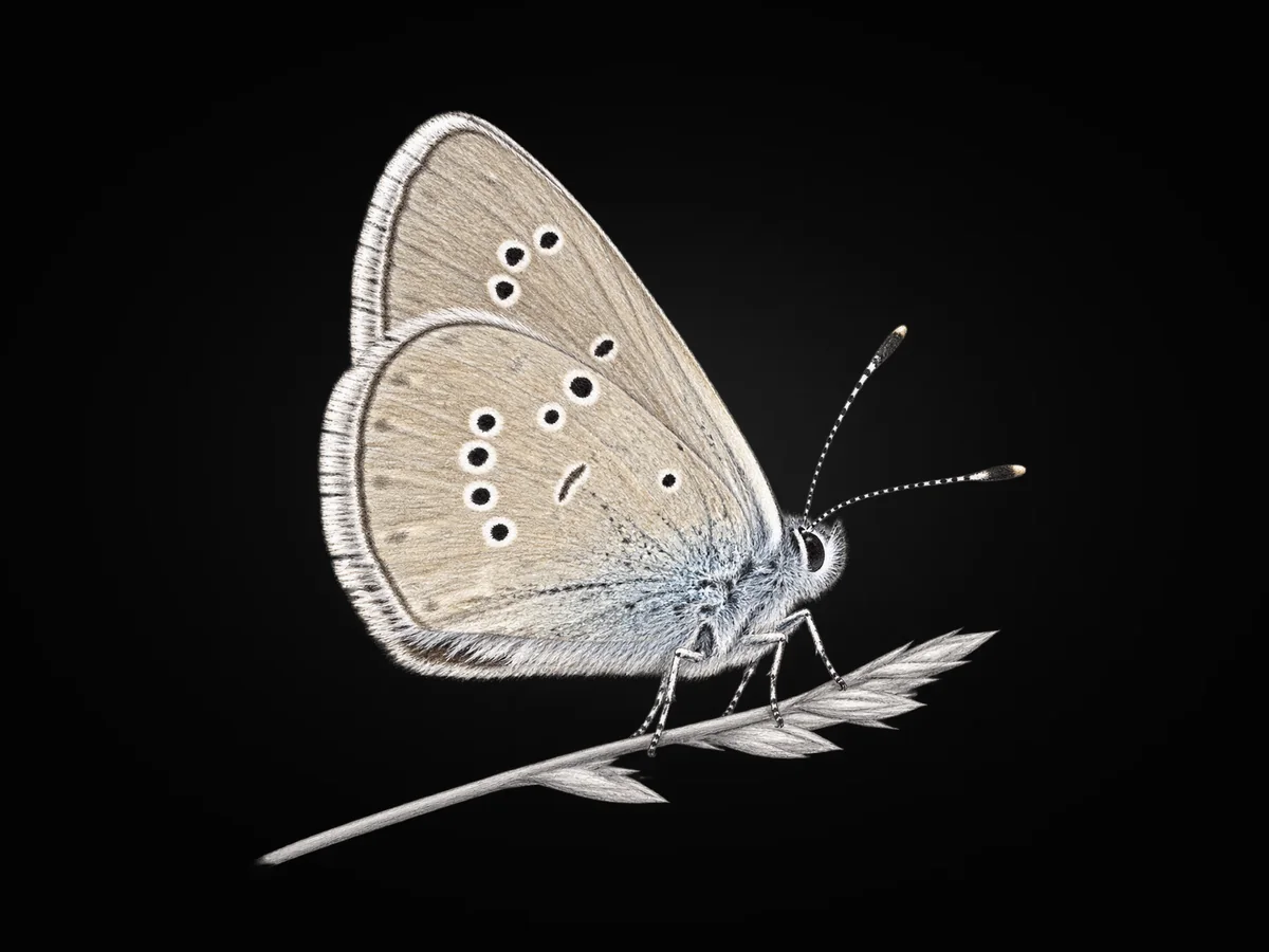 Mazarin Mavisi - Kanat altı · Ventral