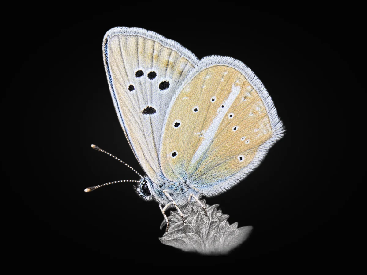 Çokgözlü Van Mavisi - Kanat altı · Ventral