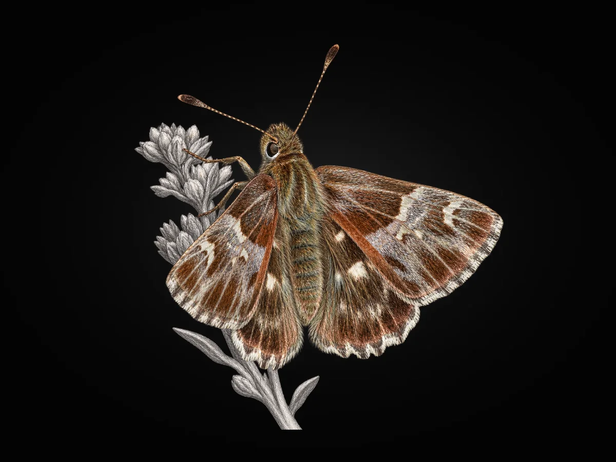Tüylü Zıpzıp - Kanat üstü · Dorsal