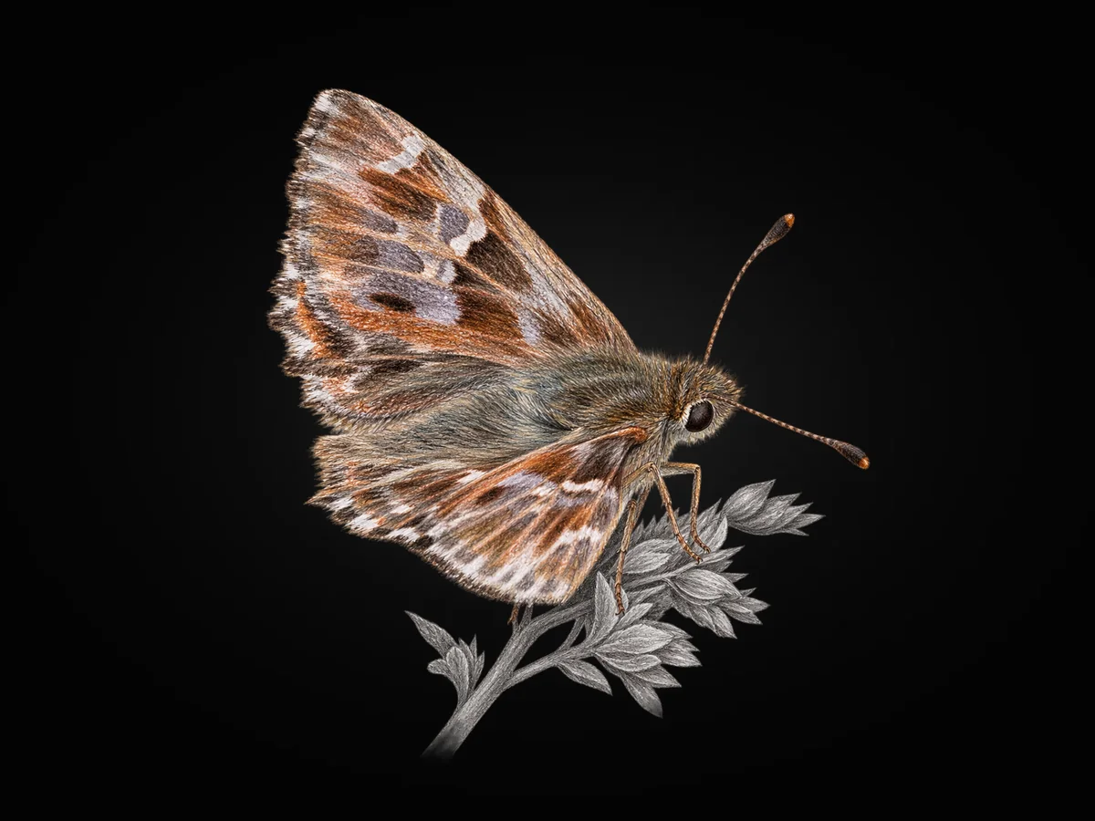 Tüylü Zıpzıp - Kanat altı · Ventral