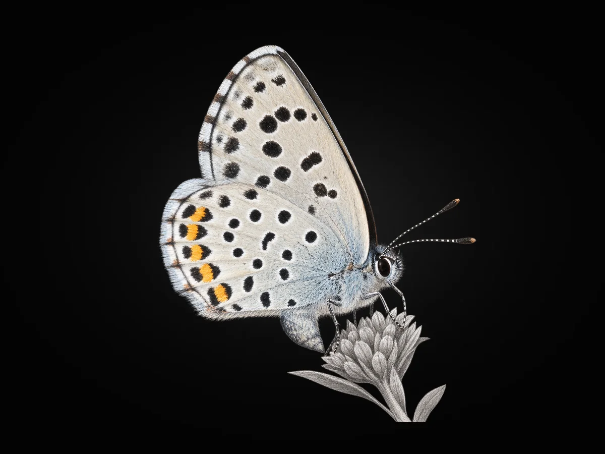 Himalaya Mavisi - Kanat altı · Ventral