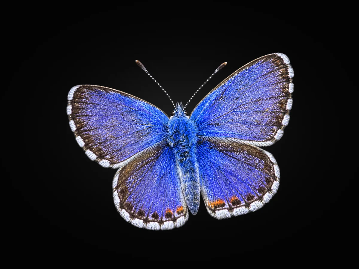 Bavius mavisi - Kanat üstü · Dorsal