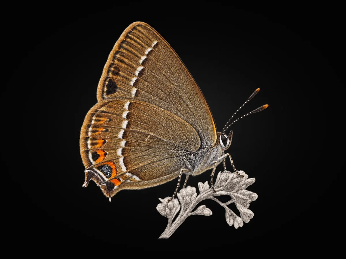 Sevbeni - Kanat altı · Ventral