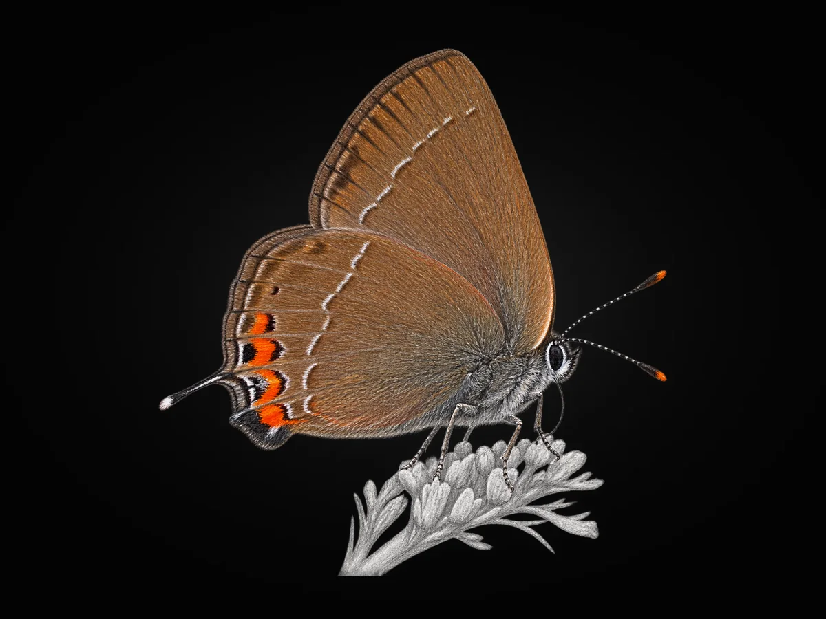 Minik Sevbeni - Kanat altı · Ventral
