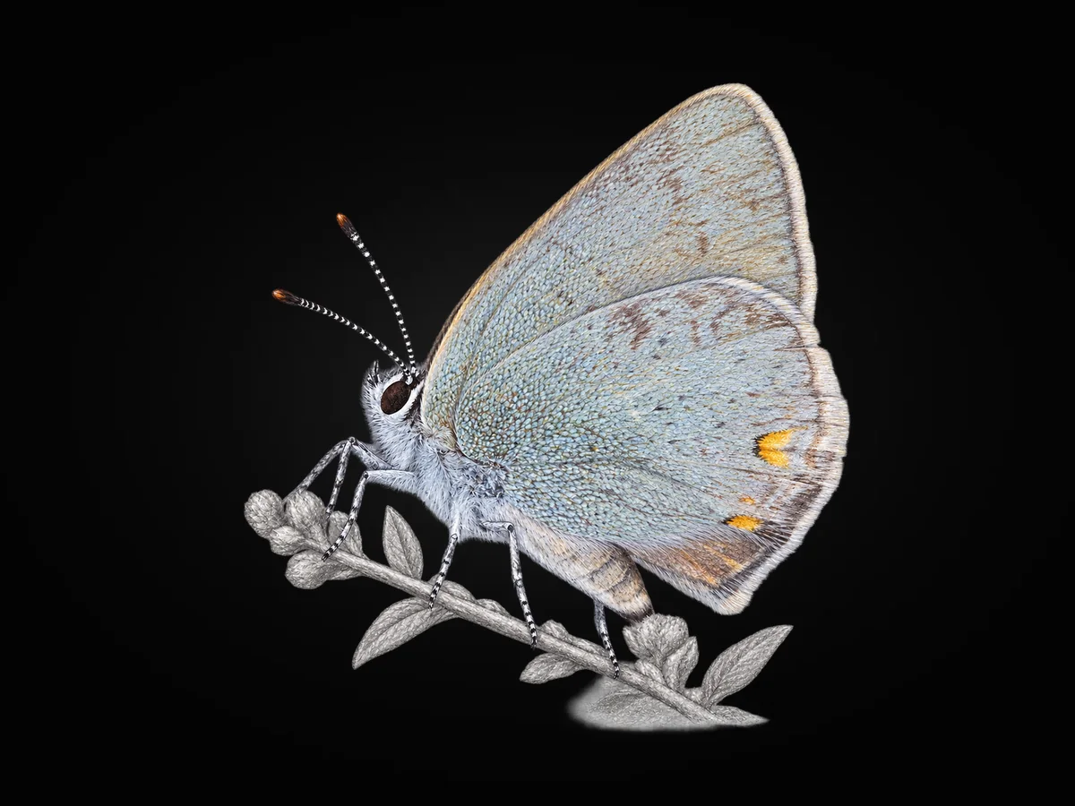 Mavi Sevbeni - Kanat altı · Ventral