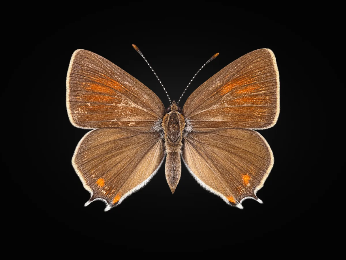 Güzel Sevbeni - Kanat üstü · Dorsal