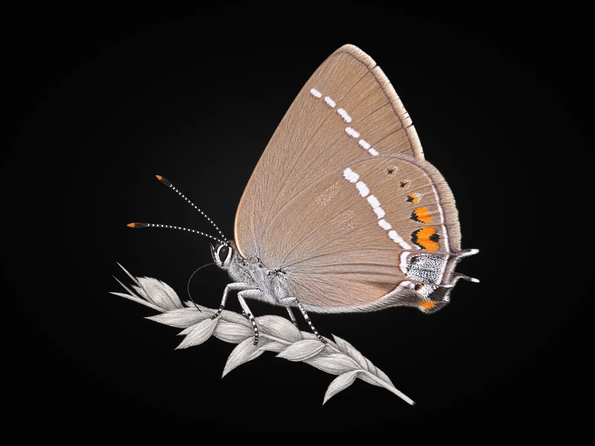 Güzel Sevbeni - Kanat altı · Ventral