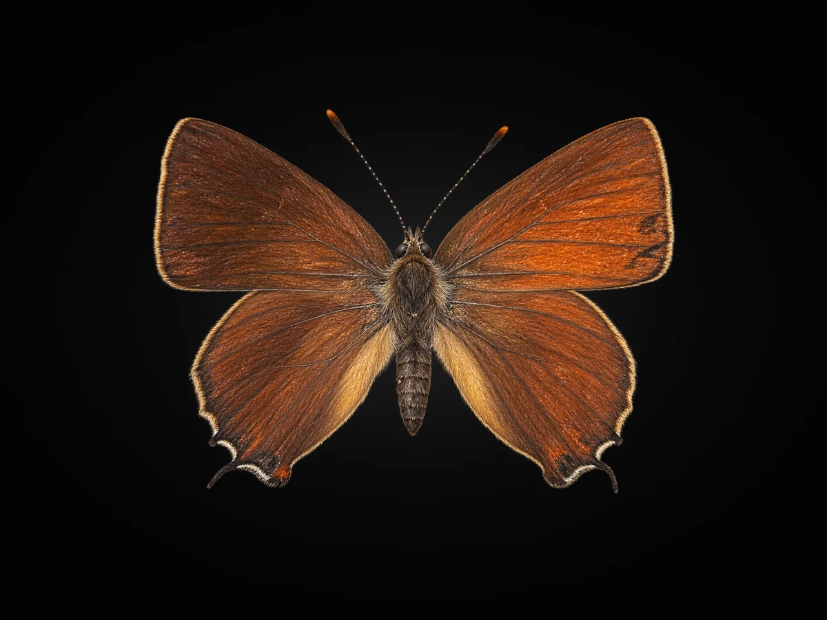 Karaağaç Sevbenisi - Kanat üstü · Dorsal