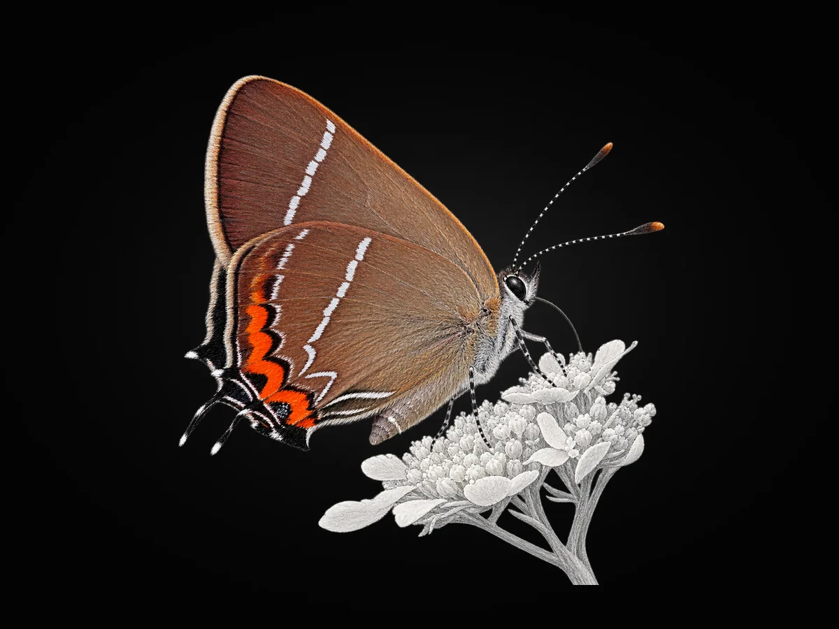Karaağaç Sevbenisi - Kanat altı · Ventral