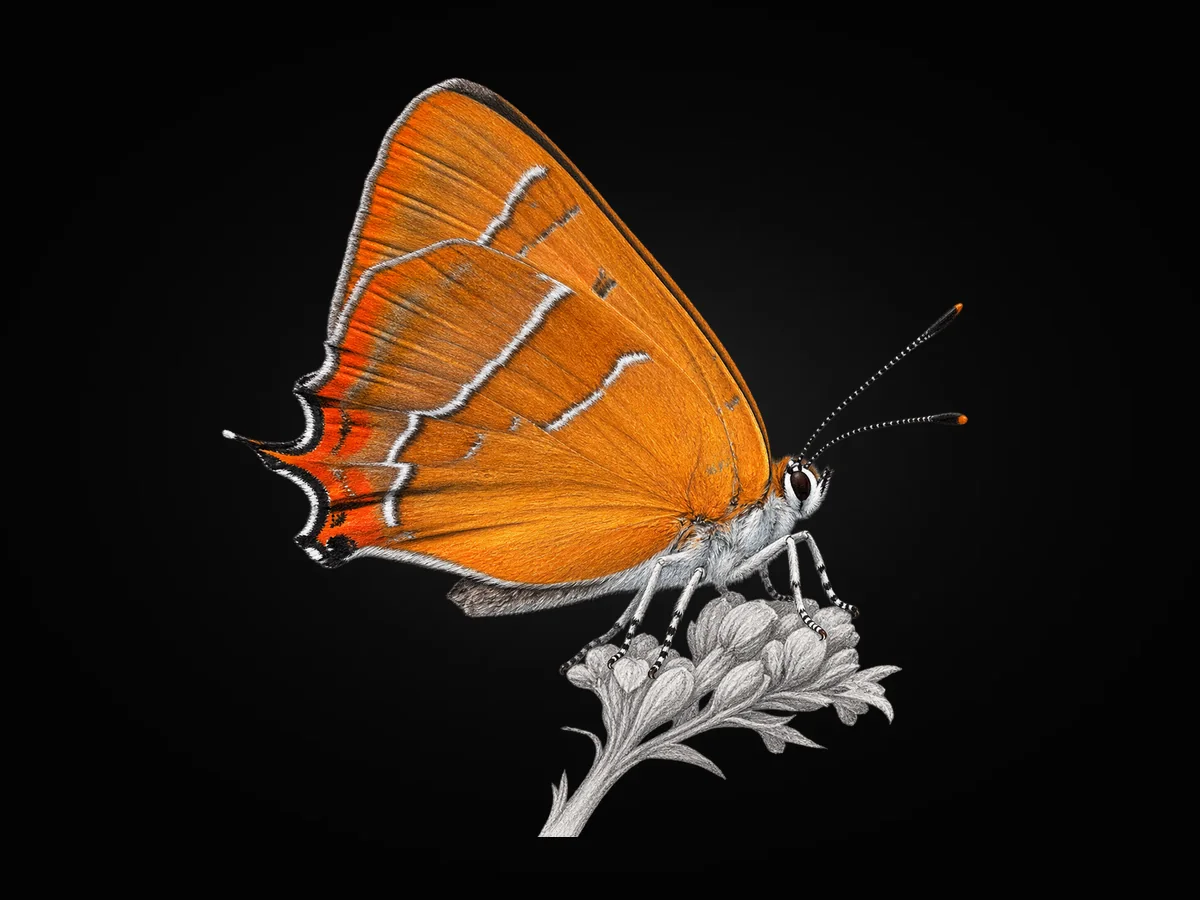 Huş Kelebeği - Kanat altı · Ventral