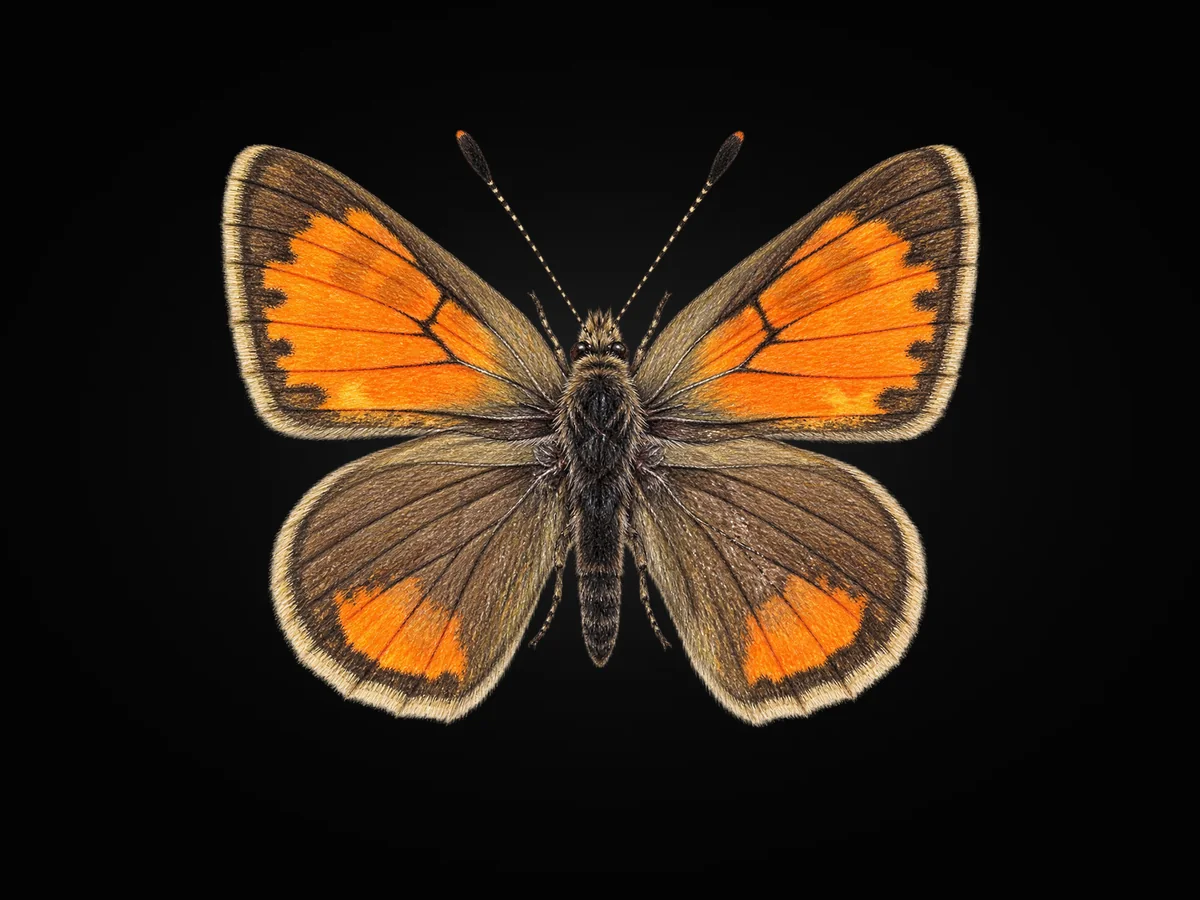 Kafkasya Gelinciği - Kanat üstü · Dorsal