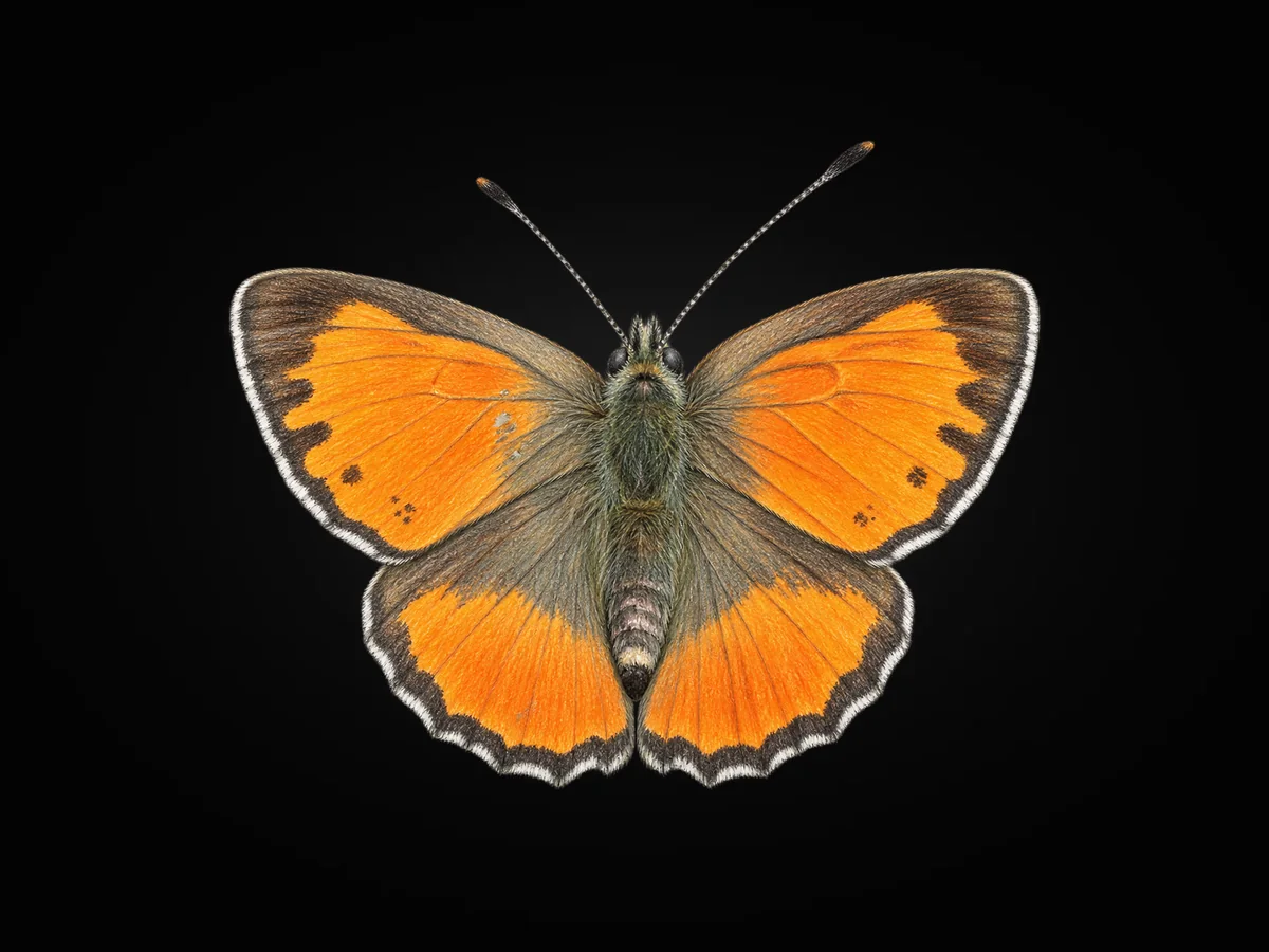Akbes Gelinciği - Kanat üstü · Dorsal