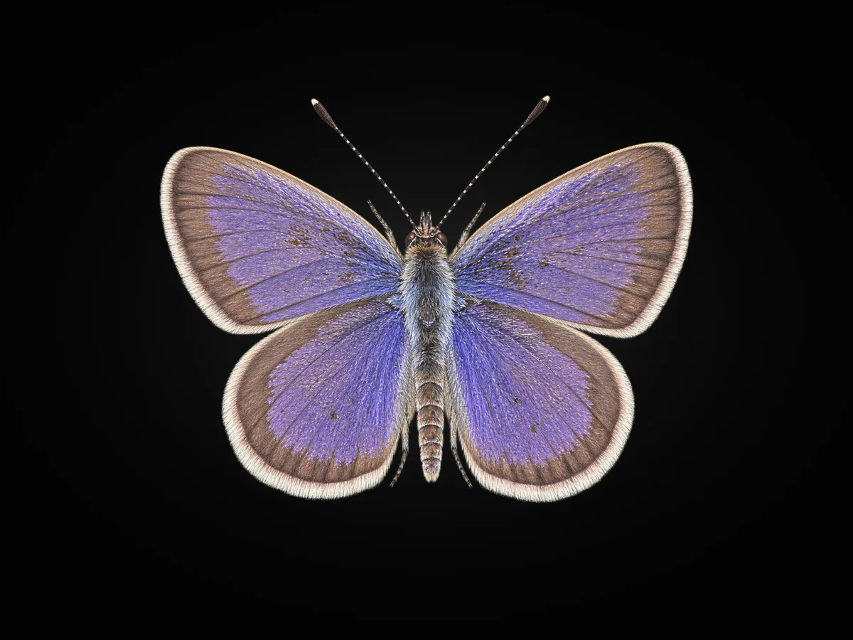 Karsandra - Kanat üstü · Dorsal