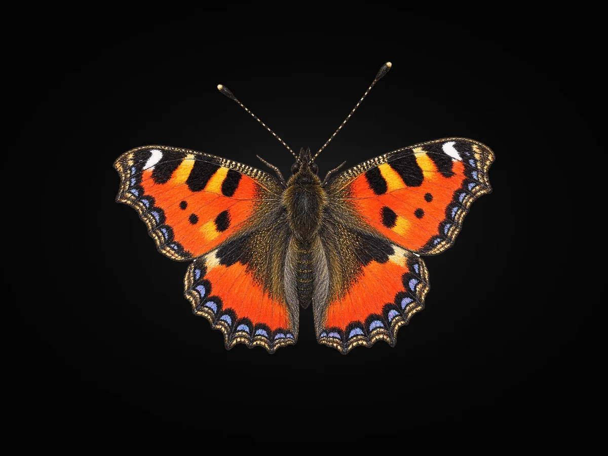 Aglais - Kanat üstü · Dorsal