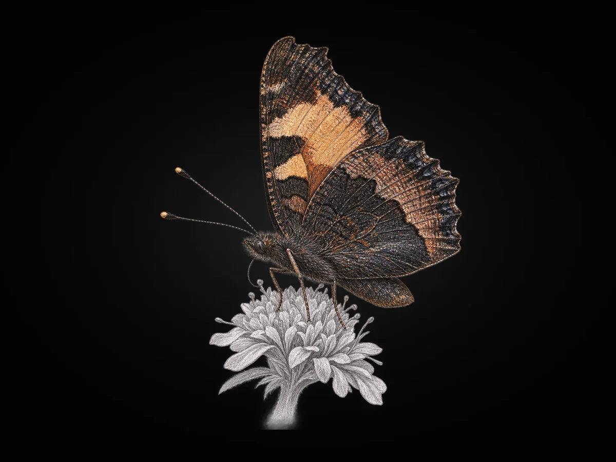 Aglais - Kanat altı · Ventral