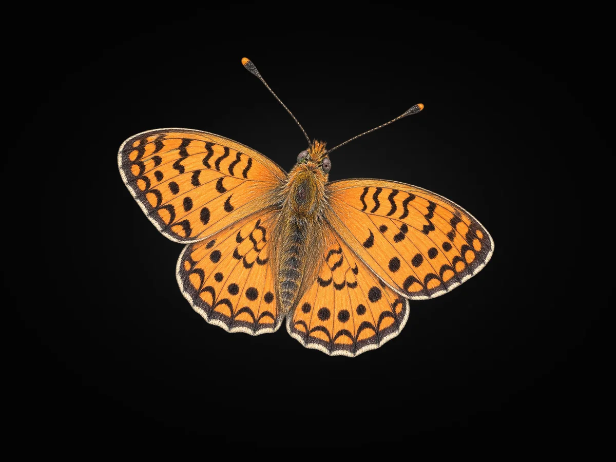 Niyobe - Kanat üstü · Dorsal