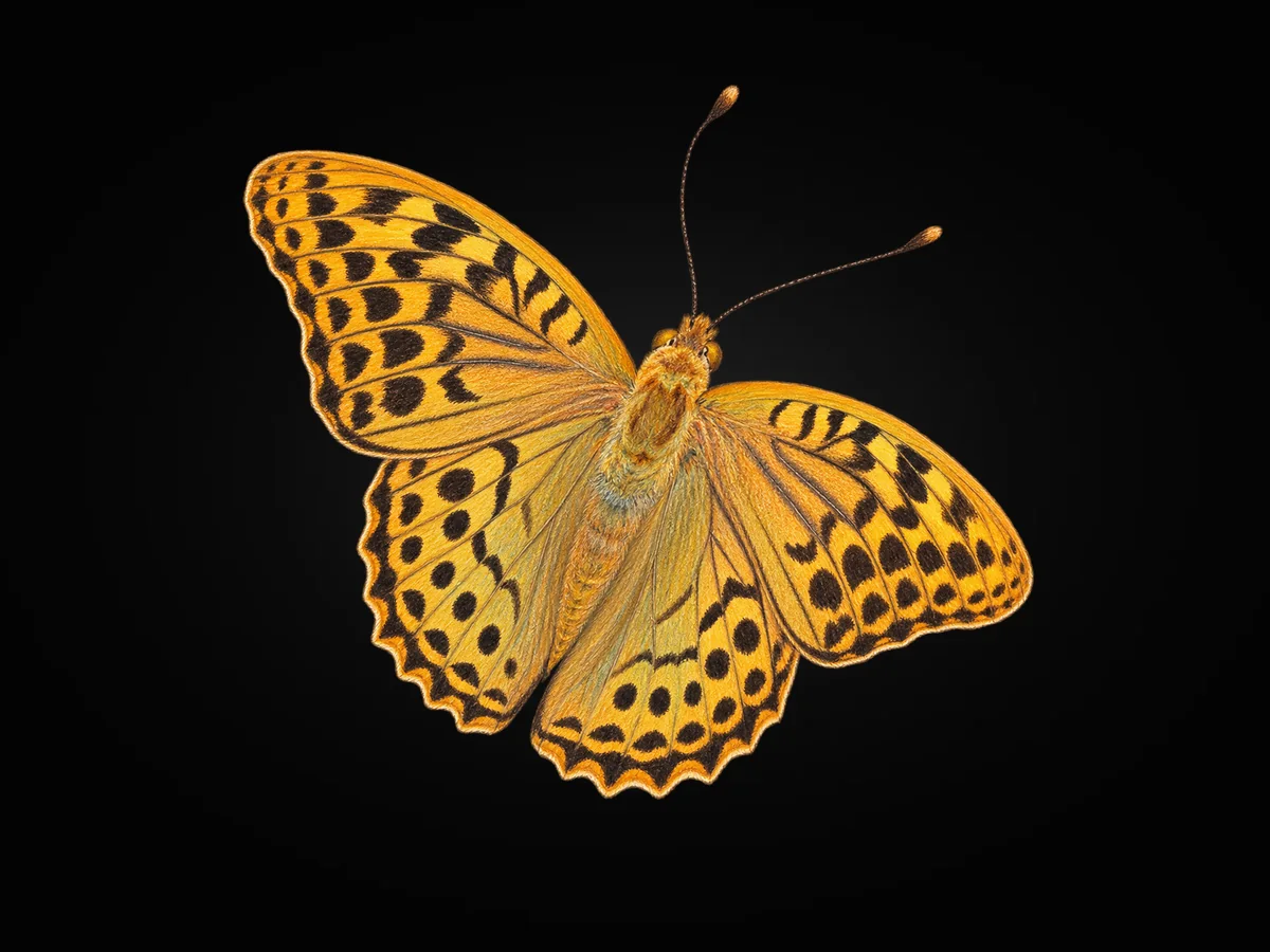 Bahadır - Kanat üstü · Dorsal