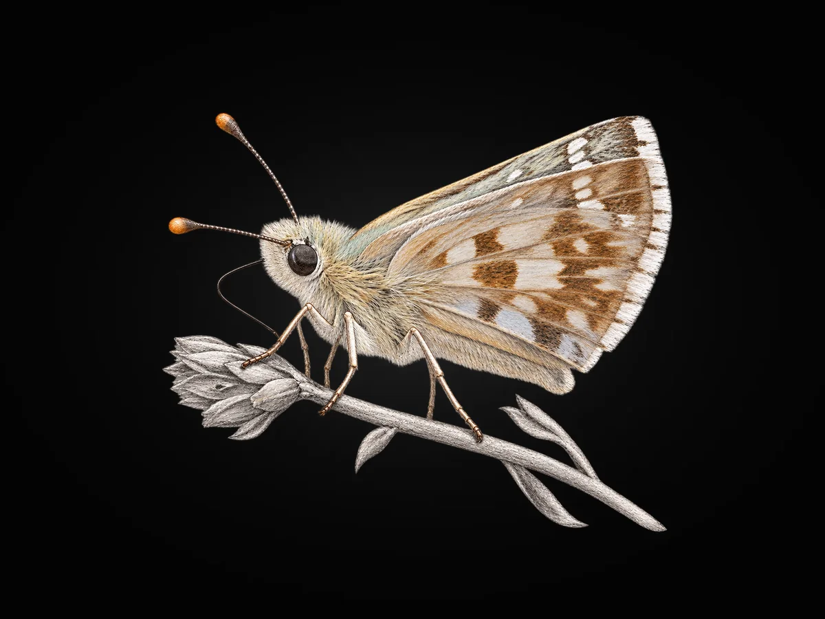 Aladağ Zıpzıpı - Kanat altı · Ventral