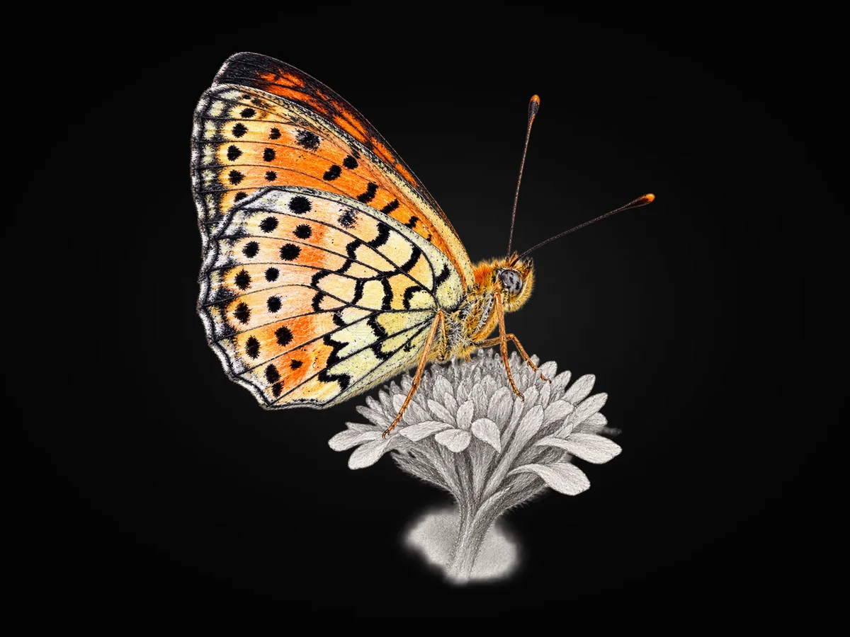 İran Brentisi - Kanat altı · Ventral