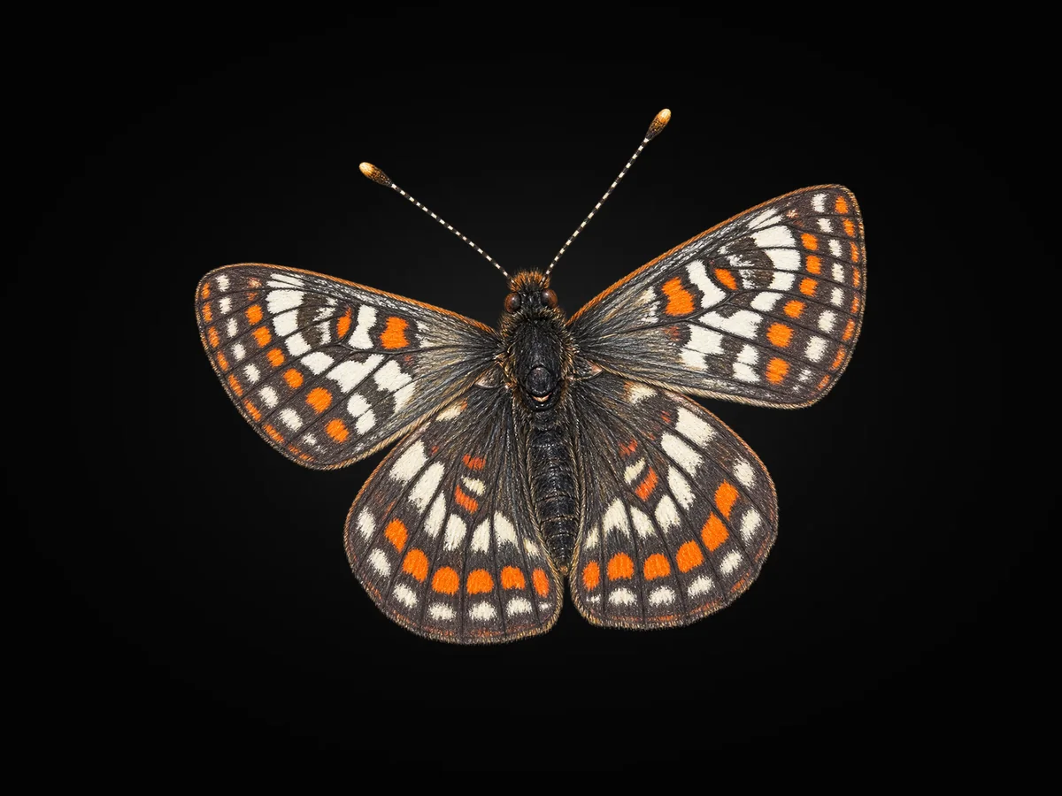 Kuzeyli Nazugum - Kanat üstü · Dorsal