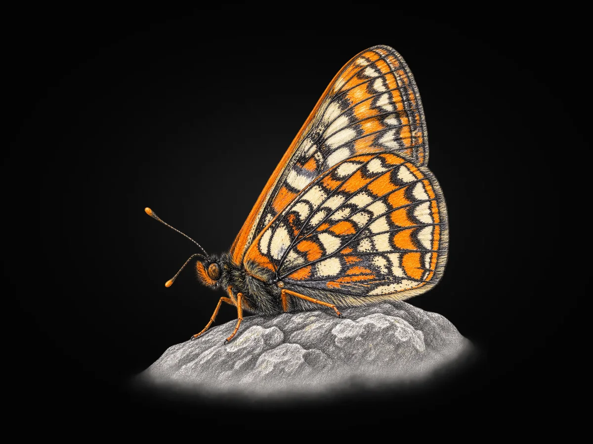 Kuzeyli Nazugum - Kanat altı · Ventral
