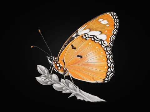 Hipolimnas