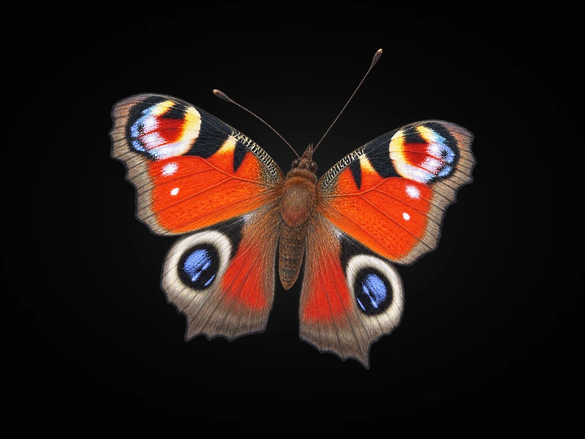 Tavus Kelebeği - Kanat üstü · Dorsal