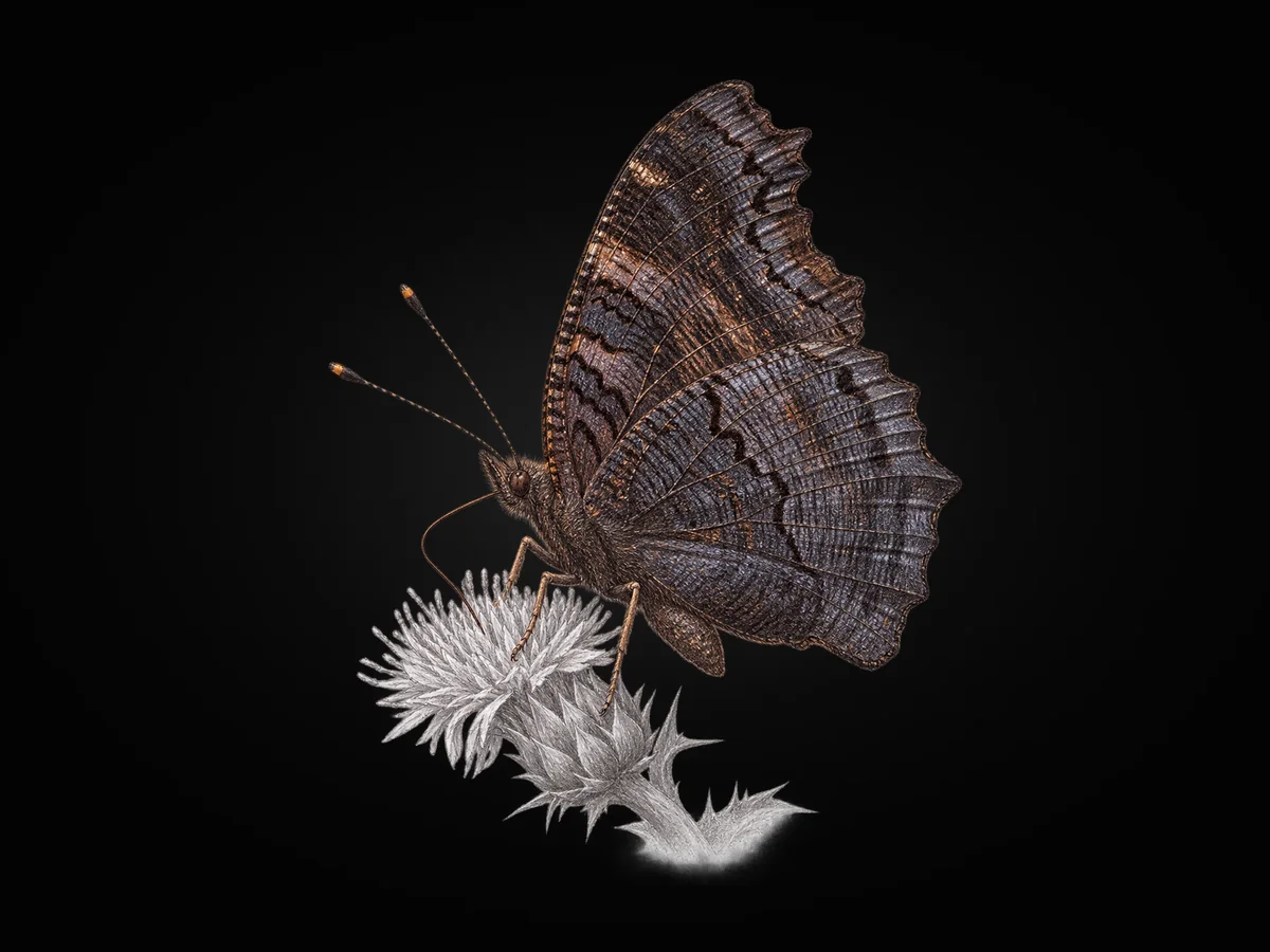 Tavus Kelebeği - Kanat altı · Ventral