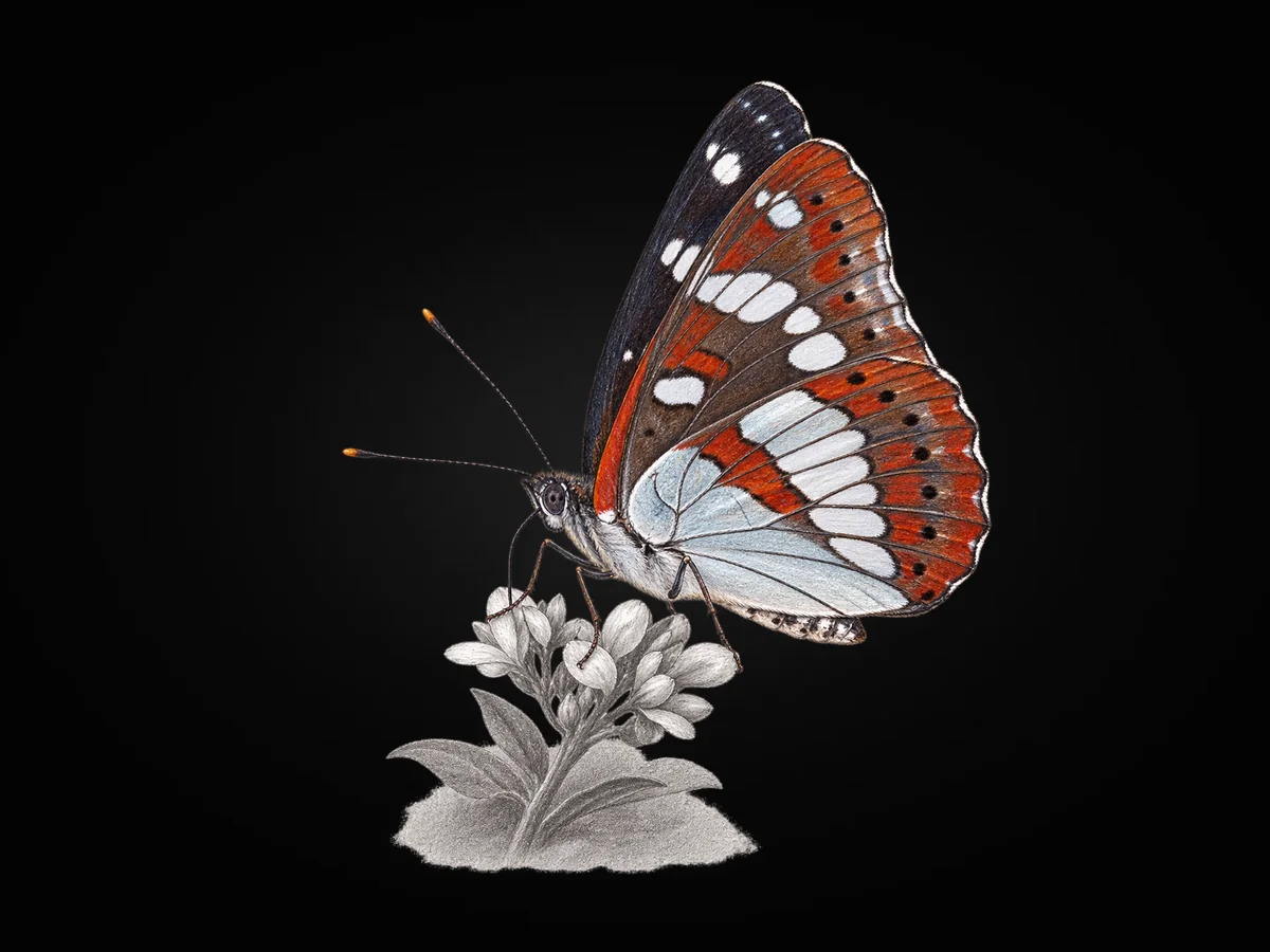 Hanımeli Kelebeği - Kanat altı · Ventral