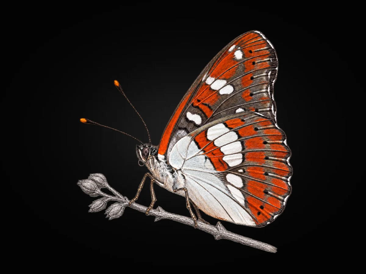 Akdeniz Hanımeli Kelebeği - Kanat altı · Ventral
