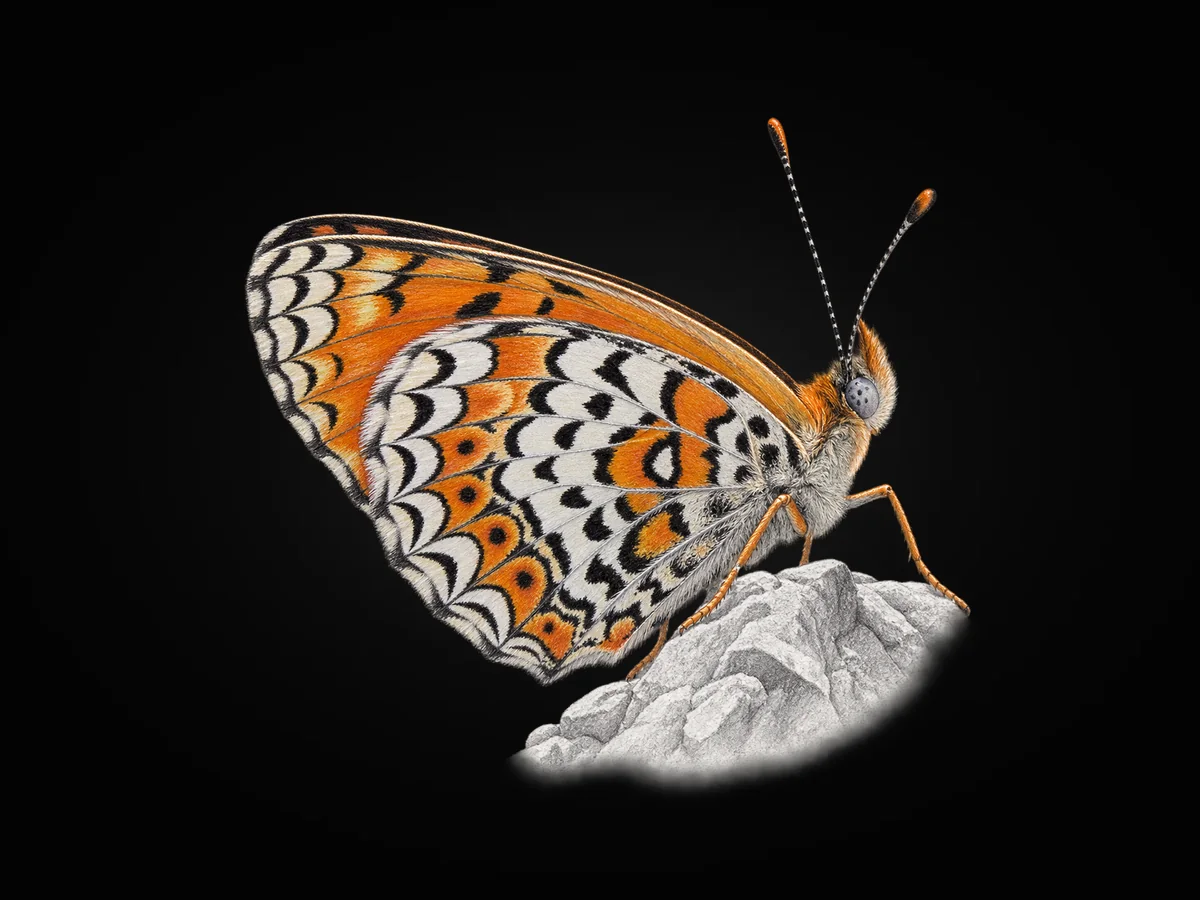 Türkistan İparhanı - Kanat altı · Ventral