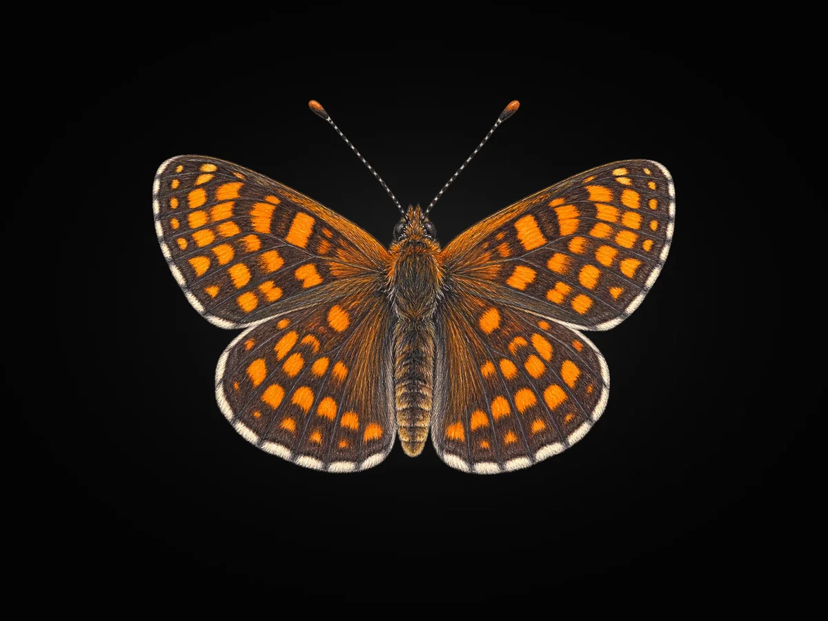 Amannisa - Kanat üstü · Dorsal