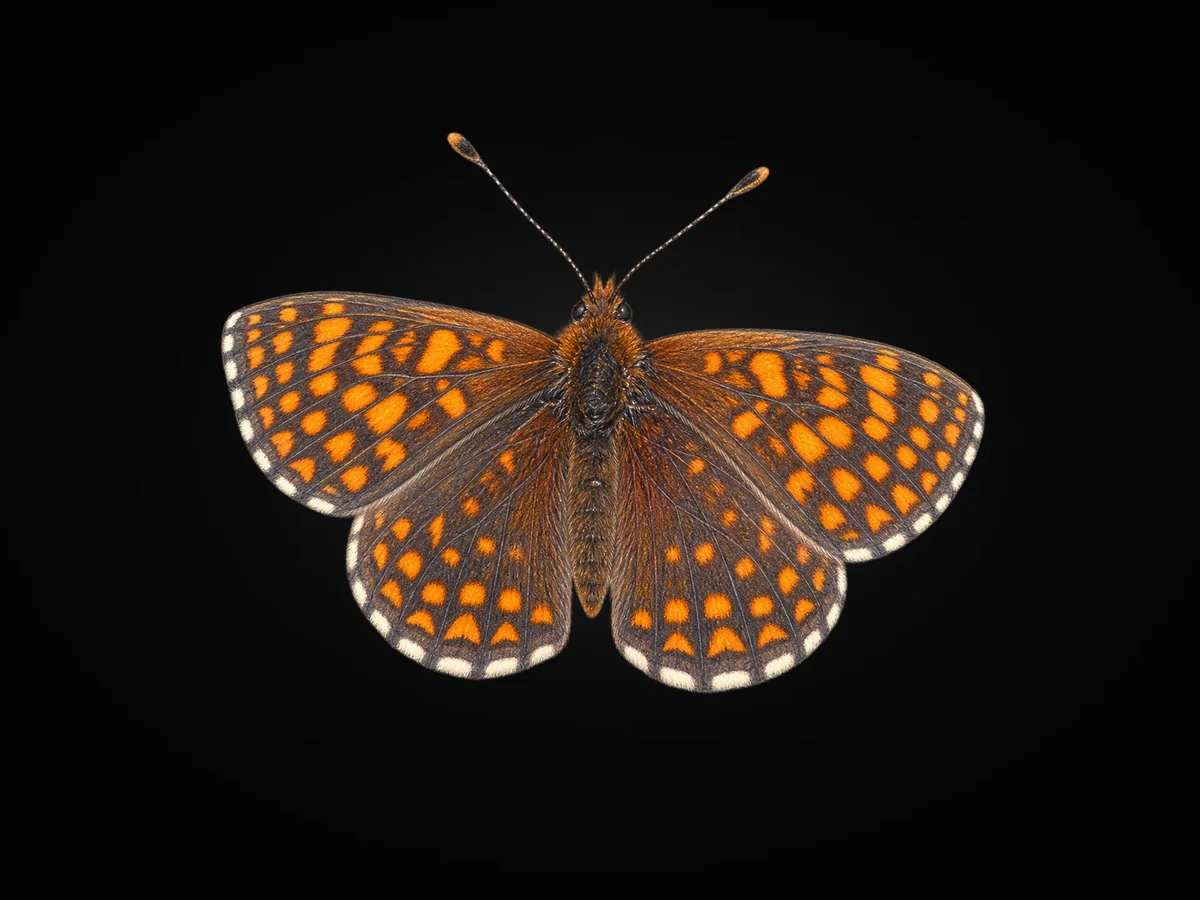 Güzel Amannisa - Kanat üstü · Dorsal