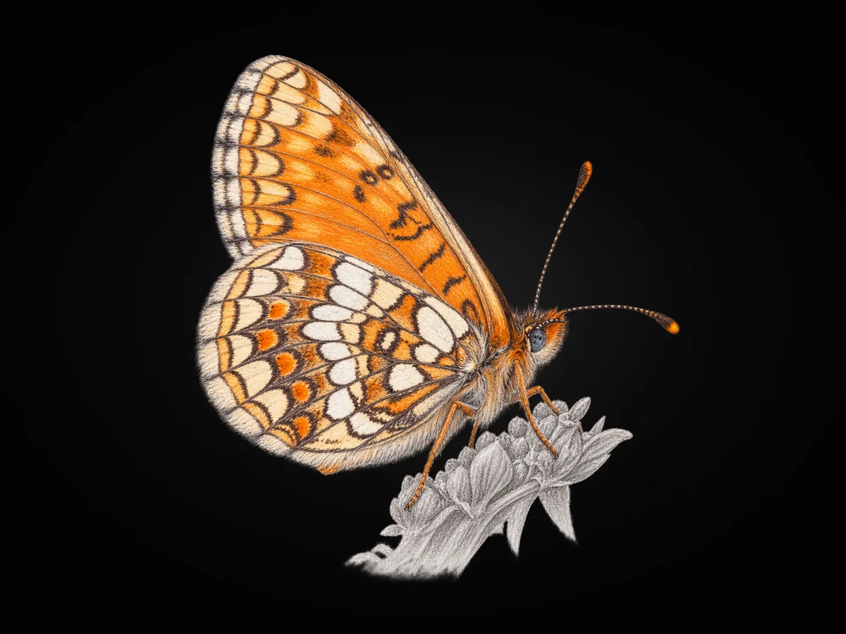 Güzel Amannisa - Kanat altı · Ventral