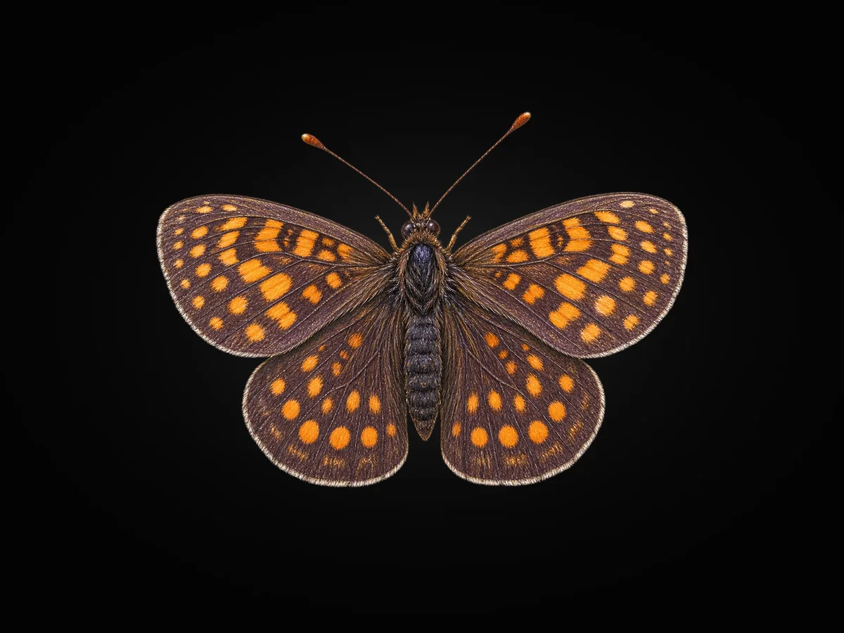 Melike Amannisa - Kanat üstü · Dorsal